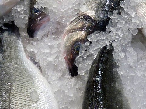 海冰上的海鱸魚