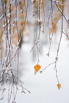 下雪的秋天