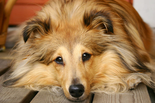 喜樂蒂牧羊犬