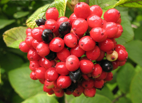 Fruits gordoviny Viburnum（瓊花的馬纓丹）；家庭Caprifoliaceae