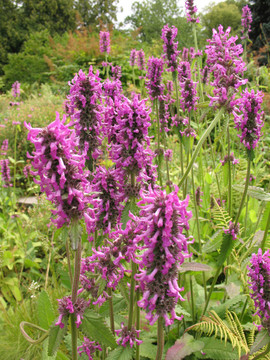 紫色花序珍珠菜（Lythrum salicaria）