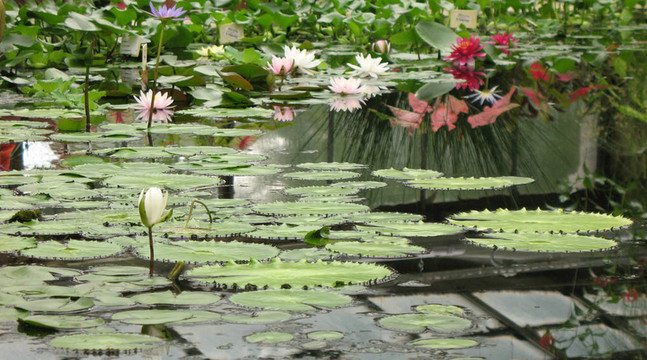 植物園溫室。