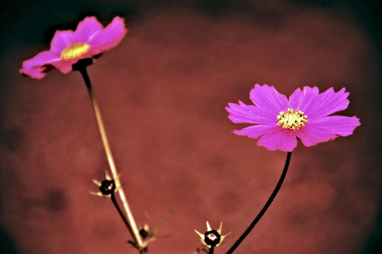 雛菊