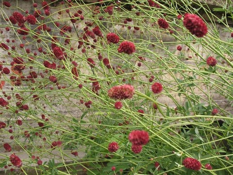 地榆；家庭Rosaceae
