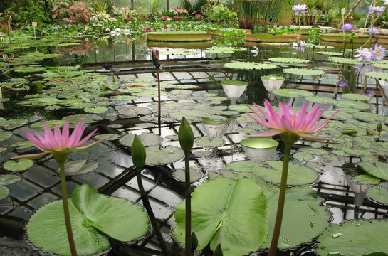 植物園溫室。