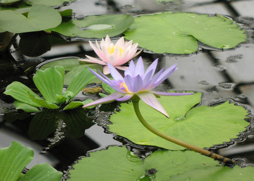 植物園溫室。