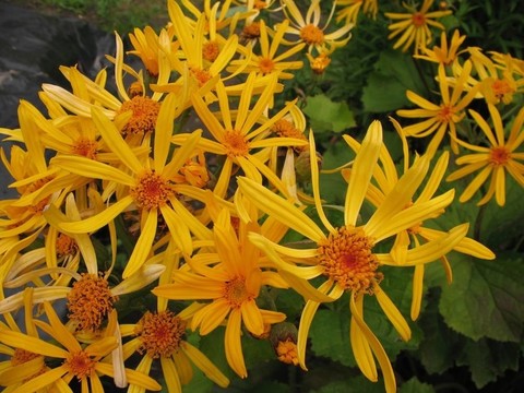 齒葉橐吾；菊科