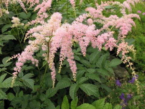 落新婦屬植物；家庭Saxifragaceae