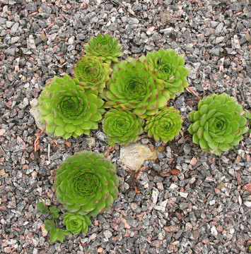 長(zhǎng)生；家庭Crassulaceae