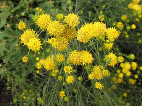 沙生蠟菊