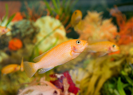豐富多彩的水族館