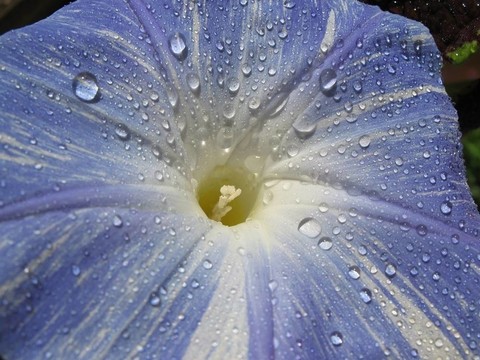 開(kāi)花與水滴旋花