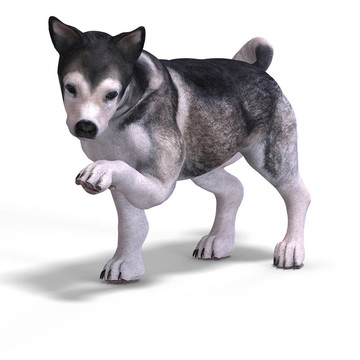 可愛的小狗犬