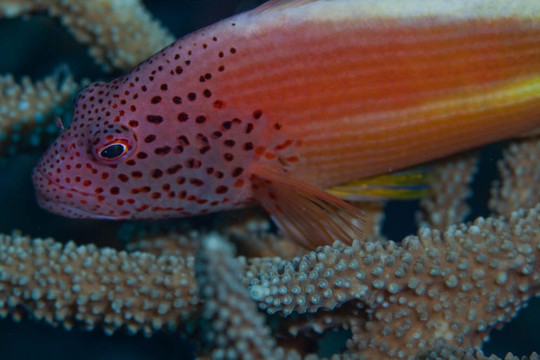 少年石斑魚