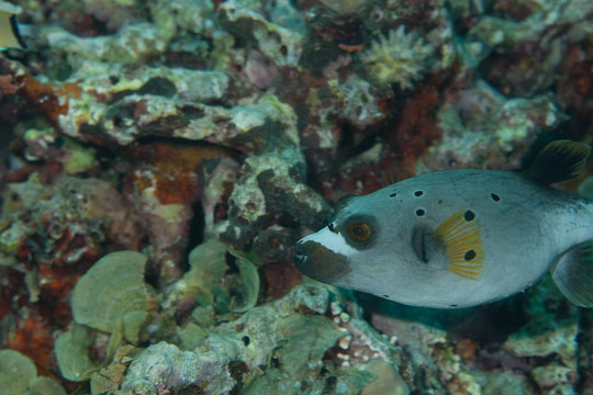 河豚魚