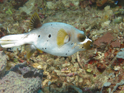 河豚魚