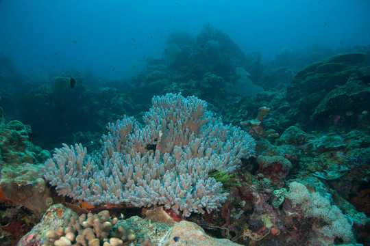 reefscape