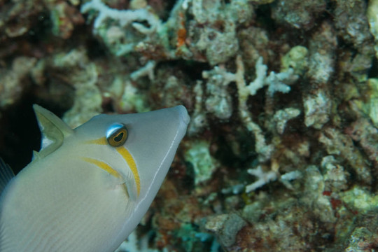 魚