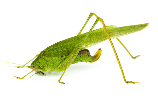 大綠蚱蜢（Tettigonia viridissima）