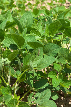 大豆植物