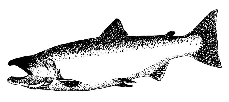 國(guó)王鮭魚(yú)