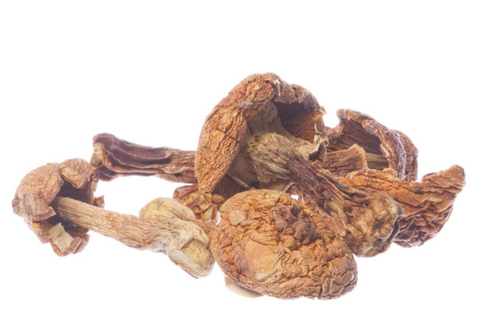 巴西羊肚菌蘑菇中分離