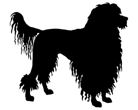 葡萄牙水犬的黑色剪影