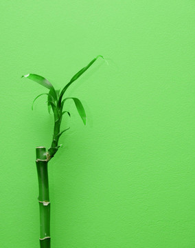 竹類植物