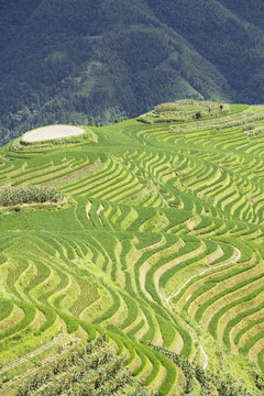 龍脊梯田稻田