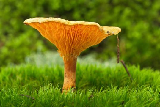 假雞油菌木耳
