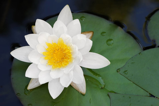 白蓮花