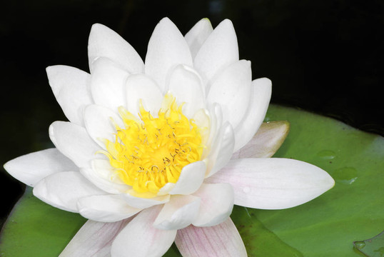 白蓮花