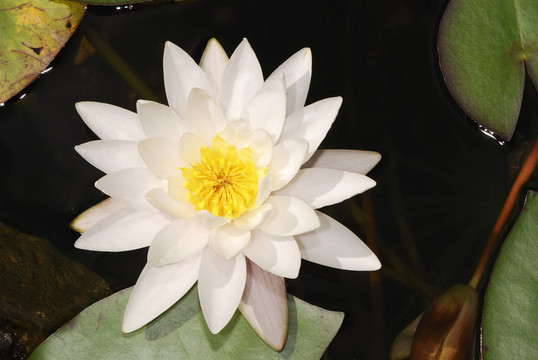 白蓮花