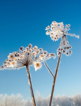 frozenned花