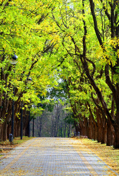 秋天在城市公園大道