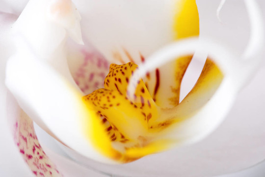 白蘭花