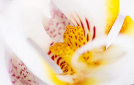 白蘭花