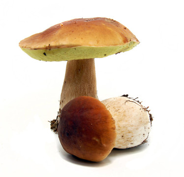 牛肝菌（Boletus edulis）又名牛肝菌或一包白色隔離