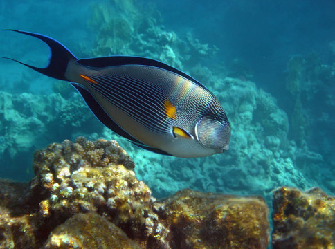 Sohal Surgeonfish在埃及的珊瑚礁。