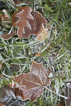 在落葉和綠草Hoar frost