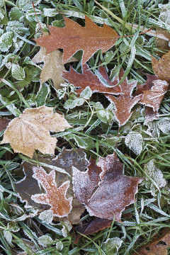 在落葉和綠草Hoar frost