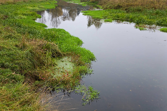 青蛙小河