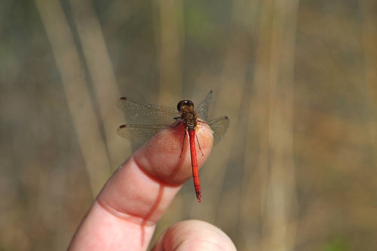 紅寶石meadowhawk蜻蜓
