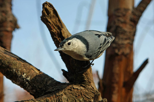 白胸鳾