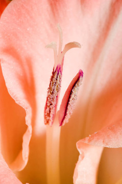 唐菖蒲