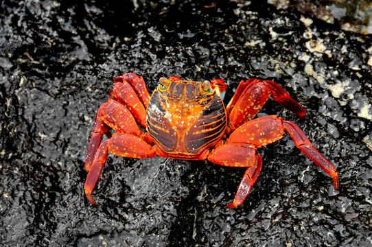 紅石蟹Sally Lightfoot crab