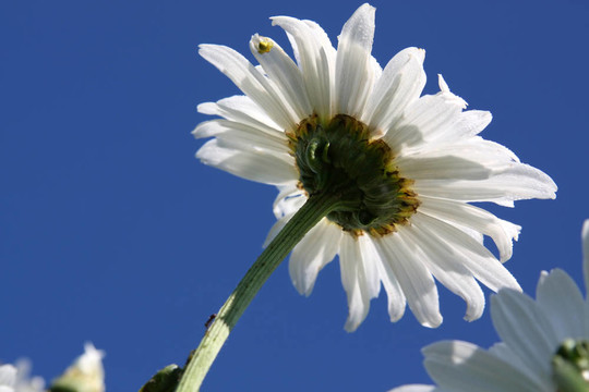 雛菊