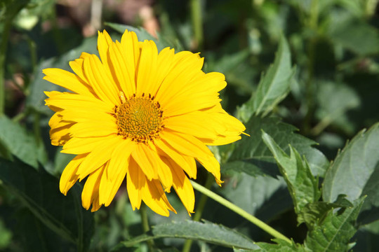 Yellow daisy（Heliopsis）