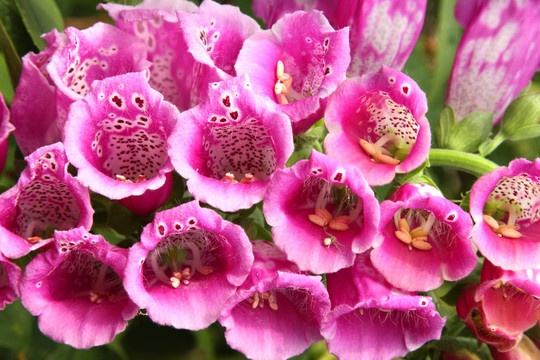 Digitalis Purpurea（或紫色毛地黃；女士的手套）