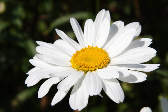 雛菊